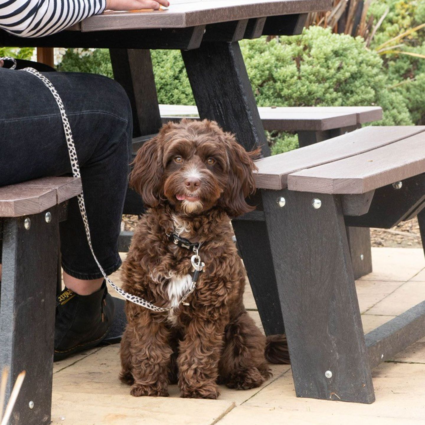 Your local dog friendly pub in Doncaster